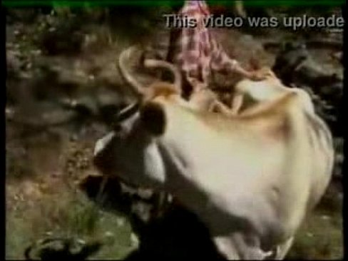 xvideo xnxx คลิปคนเย็ดหีสาววัว แม่โคสาวเป็นงานเลียกระจู๋เสร็จ หันบั้นท้ายให้คนอึบหีสาวกลางป่าใหญ่